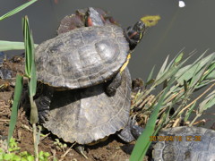 親ガメの背中に？