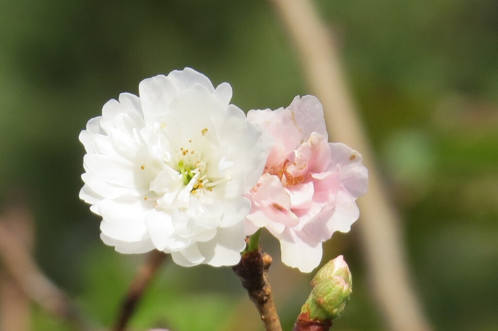10月桜、まだ咲いていますよ～その1