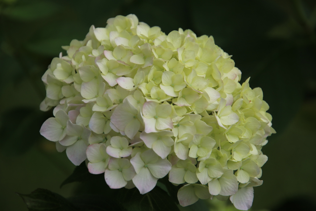 アジサイその２