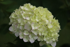 アジサイその２