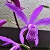 庭先の花