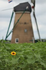 一輪のヒマワリ