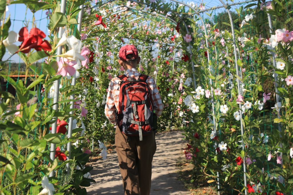 花の散歩道
