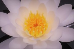 今年も咲きました