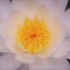 今年も咲きました