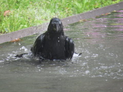 カラスの行水