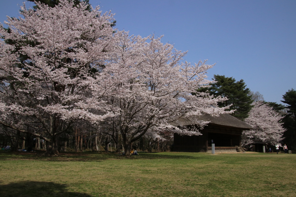 古民家と桜ー４