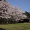 古民家と桜ー４