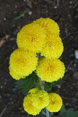 路傍の花