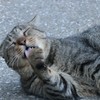 あー、うまかった