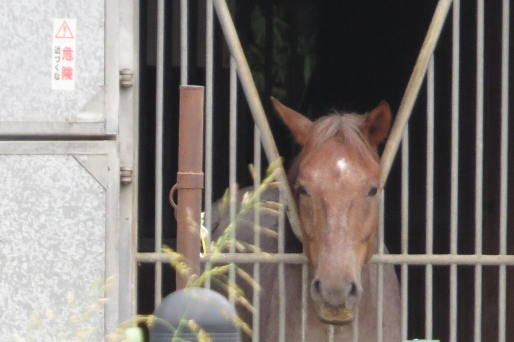 危険、近ずくな