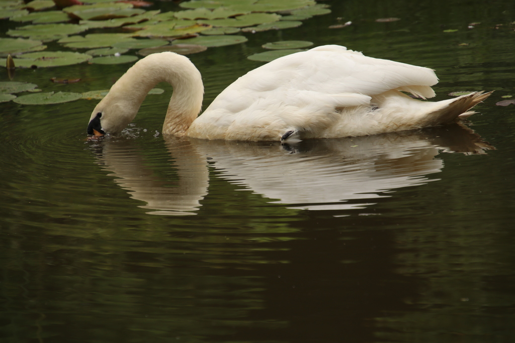 変身スルメいか？
