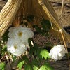 上野公園散策 -8