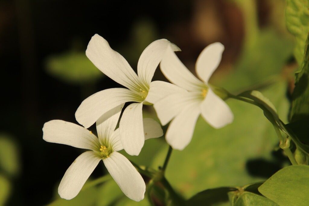 路傍の花