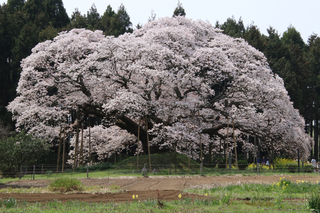 歴史を生きた　(吉高の大桜)