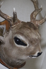 我が家のマスコット