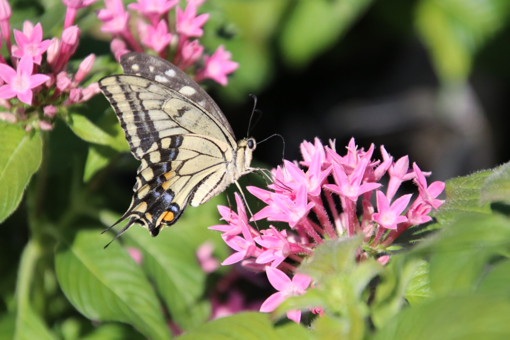 秋の日差しを浴びて