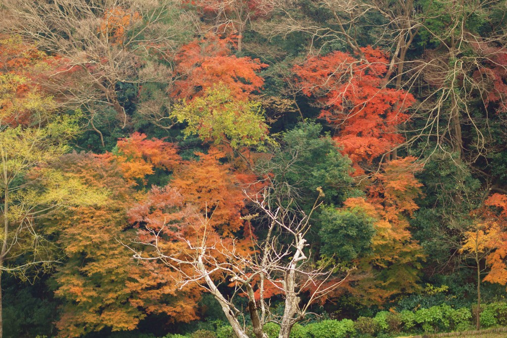 燃える山肌