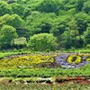 林の中の花壇