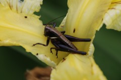 忍者バッタ（隠れたつもり？）その２