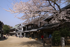 古民家と桜ー２