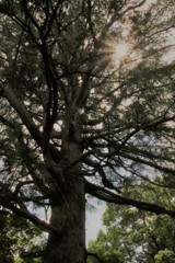 大樹に光 