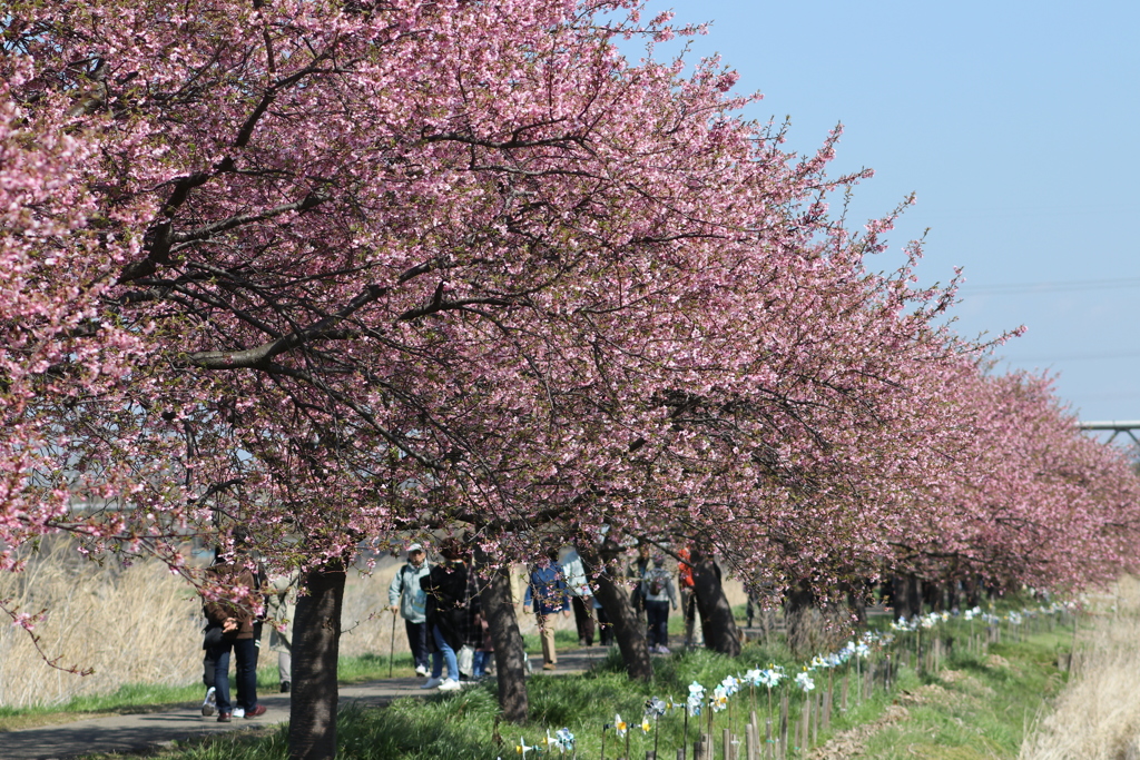 満開の河津桜、その1