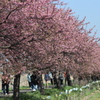 満開の河津桜、その1