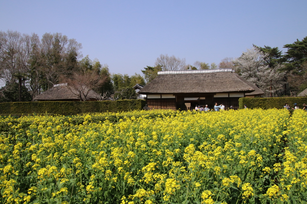 古民家と菜の花