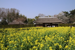 古民家と菜の花