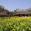 古民家と菜の花