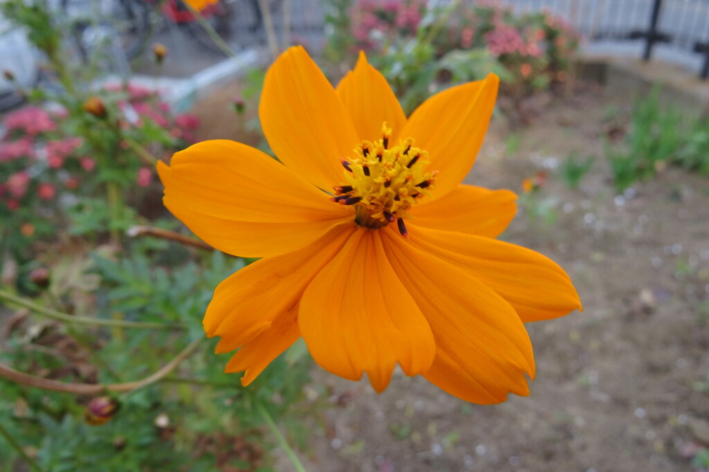 路傍の花