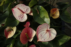 ハートがいっぱい