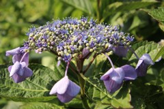 路傍の花　暑くてばてましたー