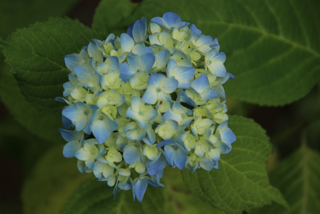 アジサイその１