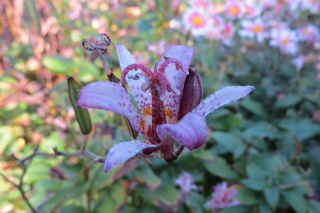 路傍の花