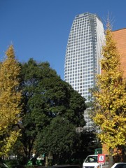 銀杏とビル
