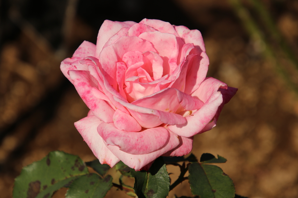 晩秋の薔薇