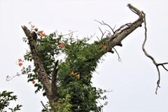 枯れ木に花を咲かせましょう（＾：＾）