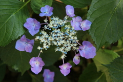 路傍の花