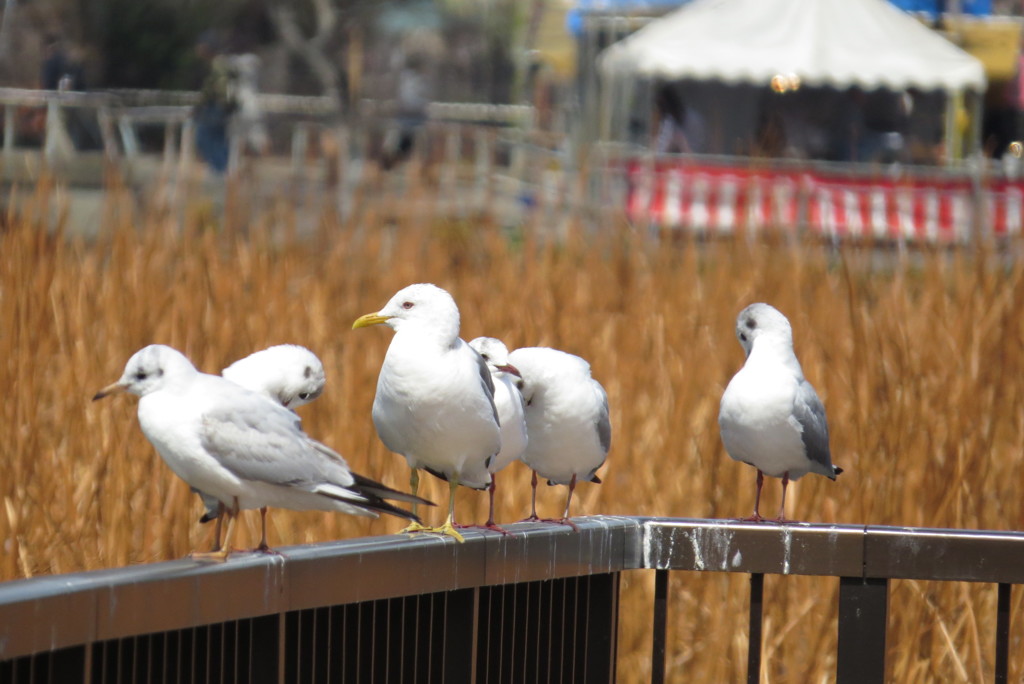 皆、整列してー