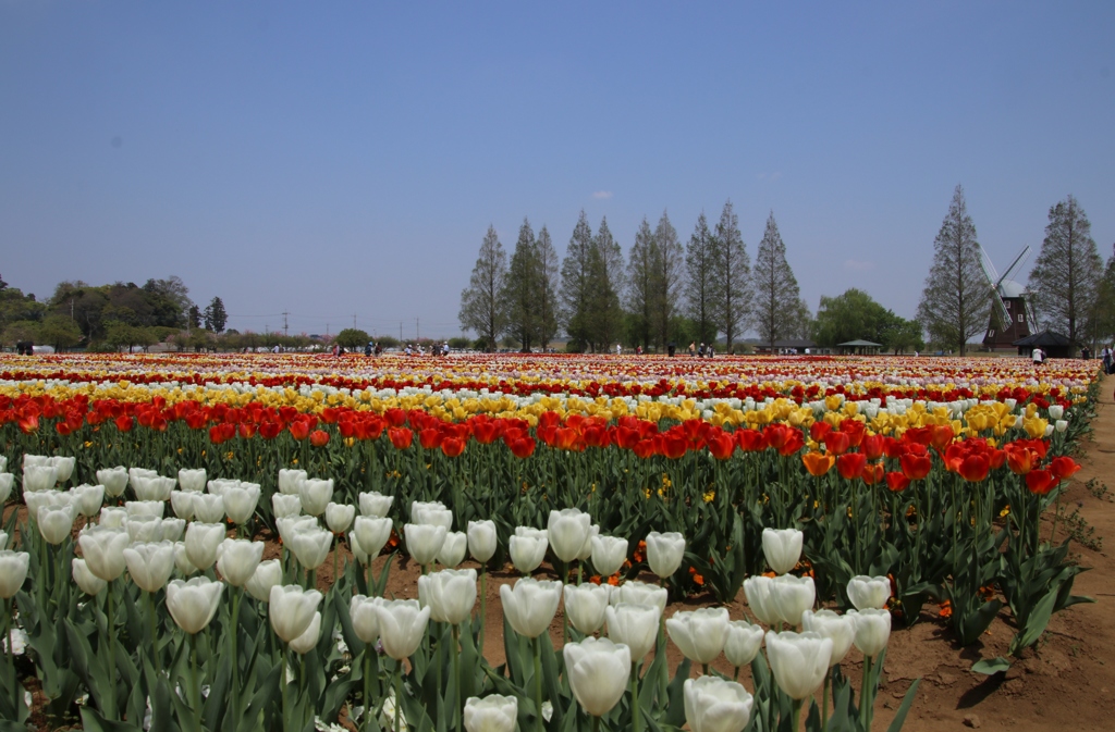 平成チューリップー1