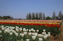 平成チューリップー1