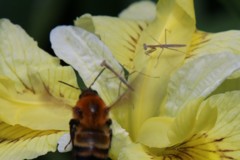 カマキリの逆襲 