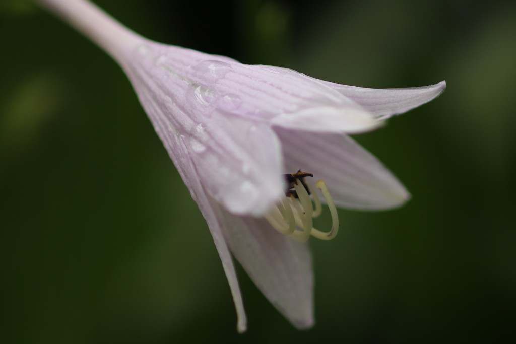 梅雨の花その1