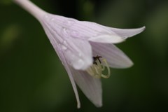 梅雨の花その1