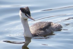 この鳥の名前は？