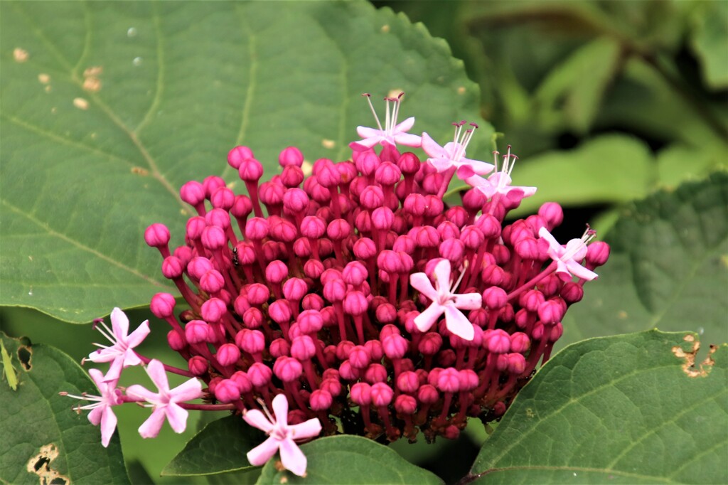 路傍の花