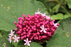 路傍の花