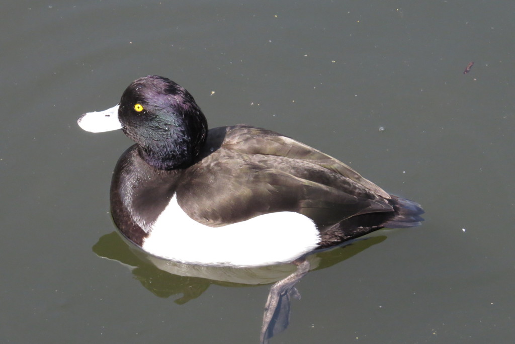 一緒に泳がない？